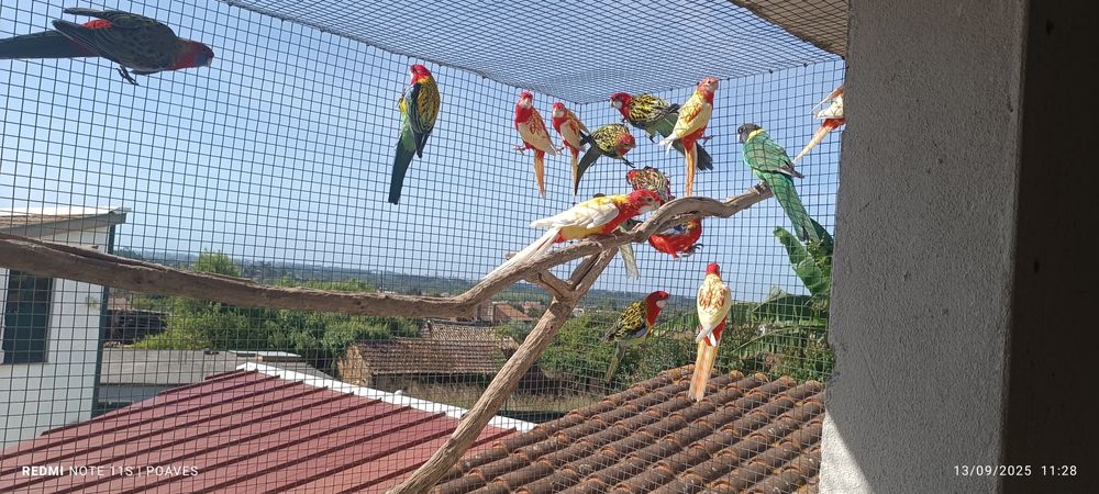 Roselas eximius e penantes