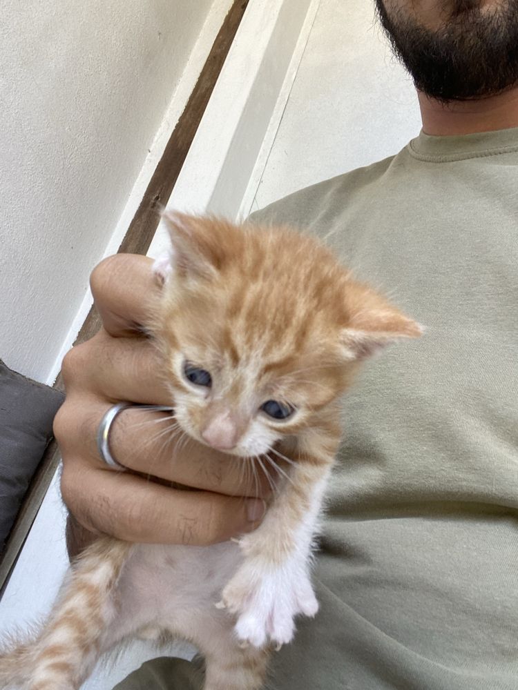 Adota-se gatos bebes!