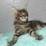 Kocurek Maine Coon