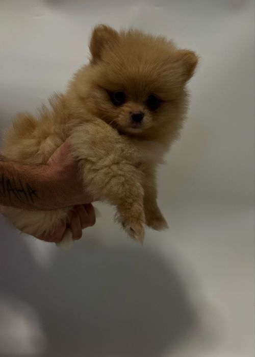 Szpic miniaturowy-pomeranian