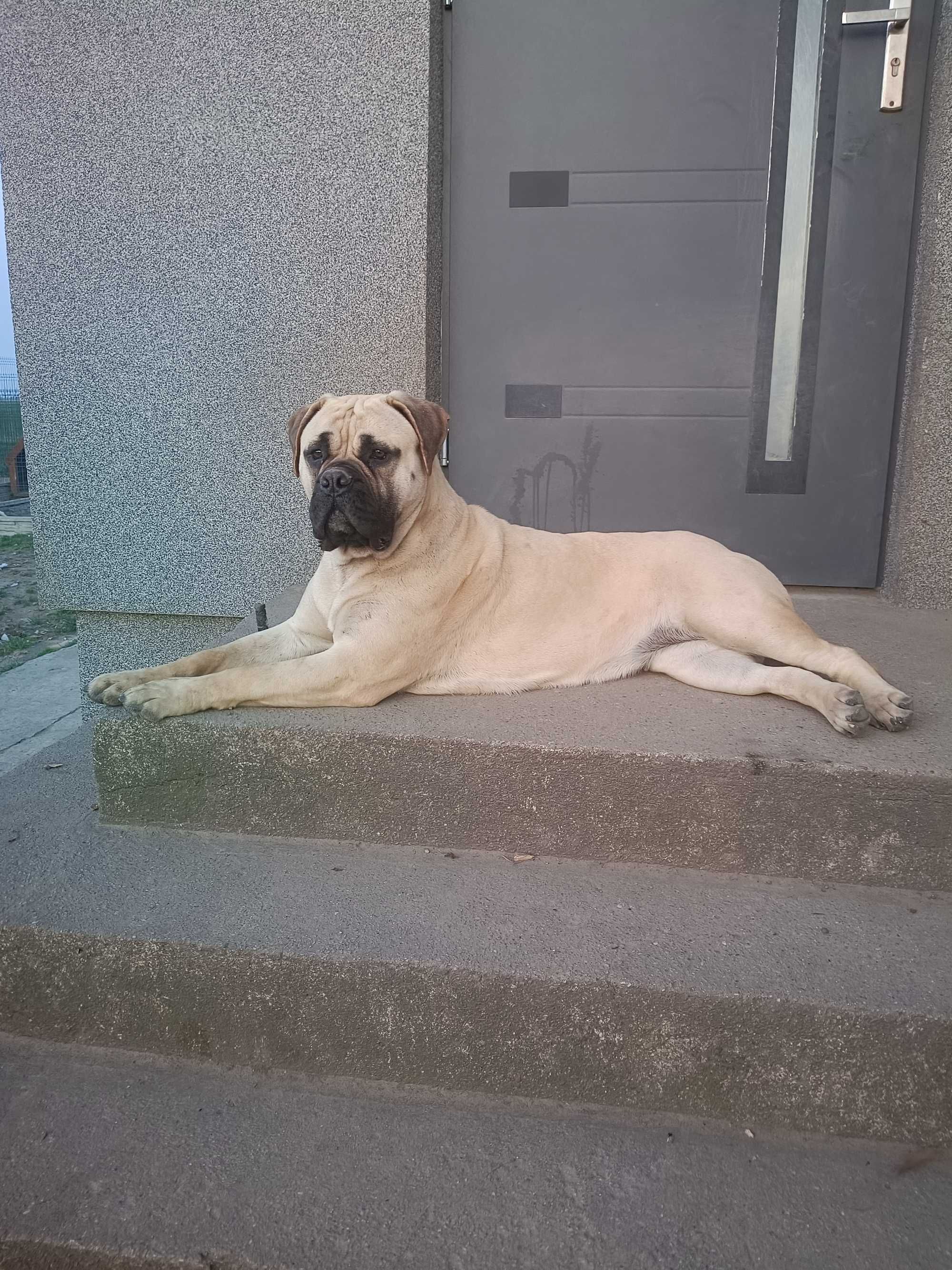 Zapowiedź miotu- bullmastiff