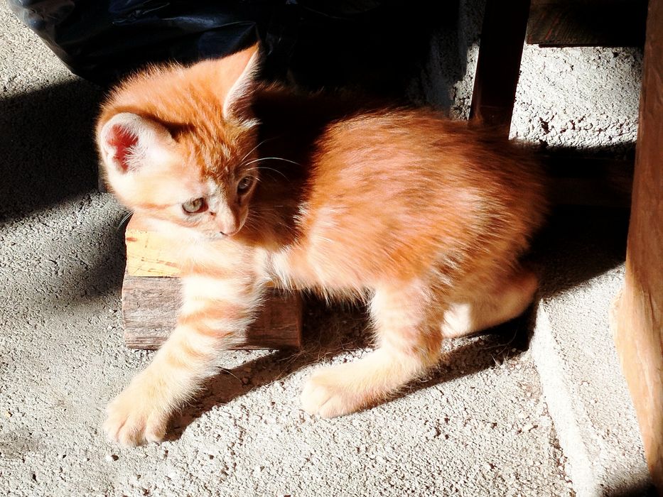 Doação gatinhos desmamados