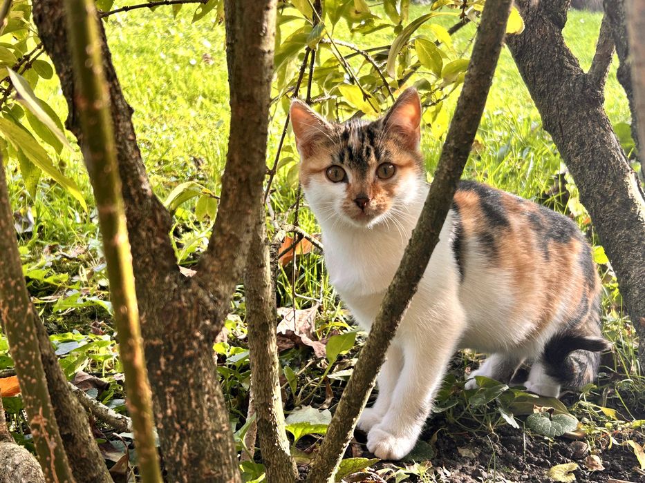 Oddam kotę w dobre ręce