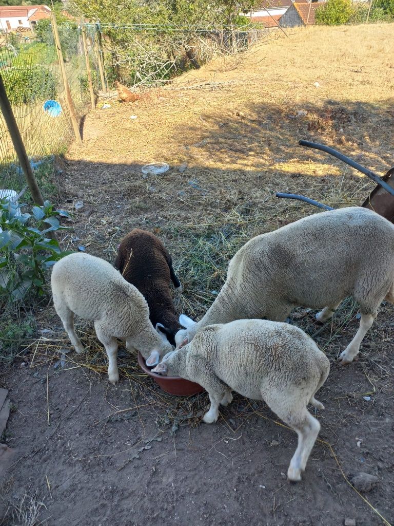 Vendo borrego, cruzados P3

Nas f