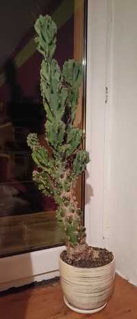 Kaktus pałczak Cereus peruvianus Monstrose/Monstruosus 71 cm