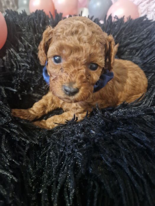 Pudel Toy - maleńki piesek