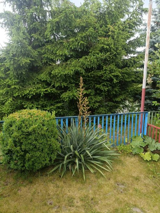 Działka rekreacyjna ROD ,,Wizun"