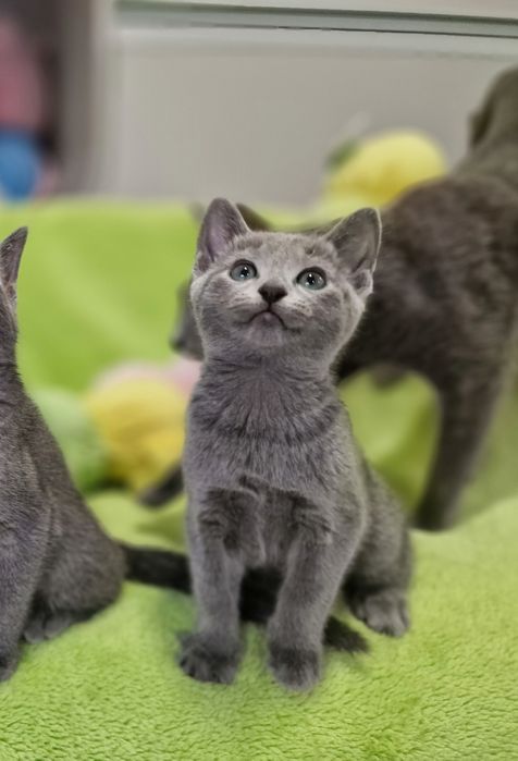 Kot Rosyjski Niebieski- Carska Maskotka*PL - Rosyjskie niebieskie