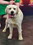 Labrador retriever roczna sunia hodowla ZKwP FCI