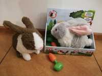 Dwa króliki interaktywne z marchewką w pudełkach