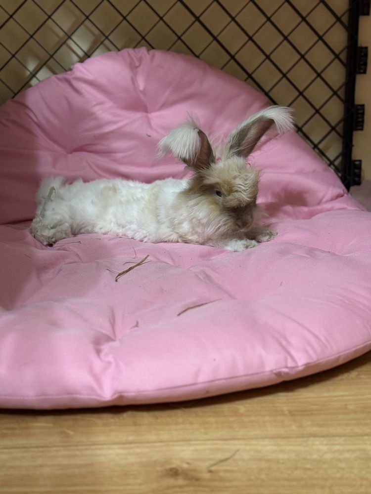 Krolik Angora szuka domku