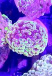 Euphyllia Paraancora Grafted FLUOLAMPS WYSYLKI