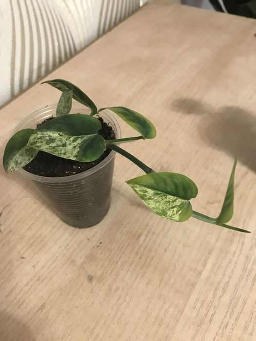 Филодендроны. Сциндапсусы, Эпипремнумы