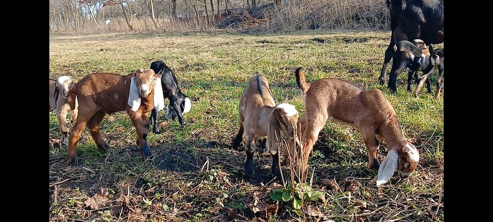 100% НУБІЙСЬКІ козенята
