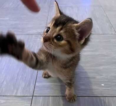 Котята чаузи! Маленькая домашняя рысь!