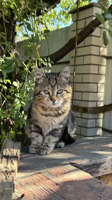 Кошеня 3,5 місяця