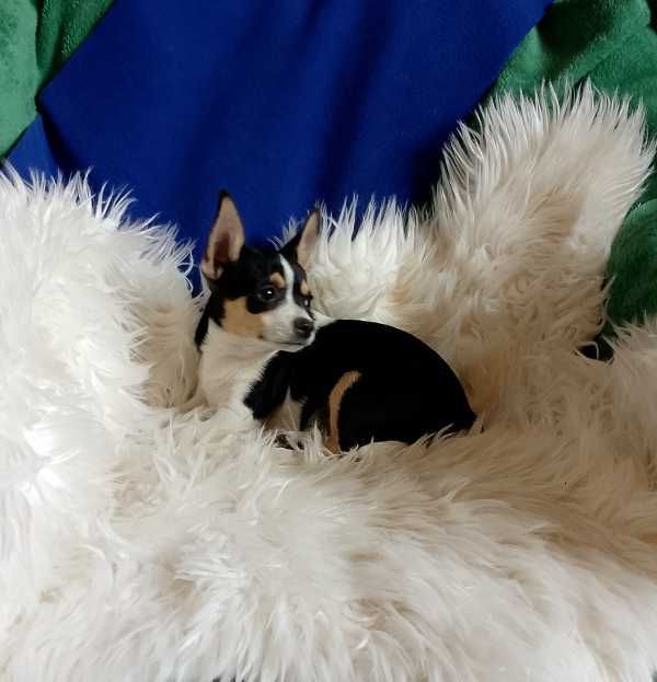 Chihuahua chłopiec