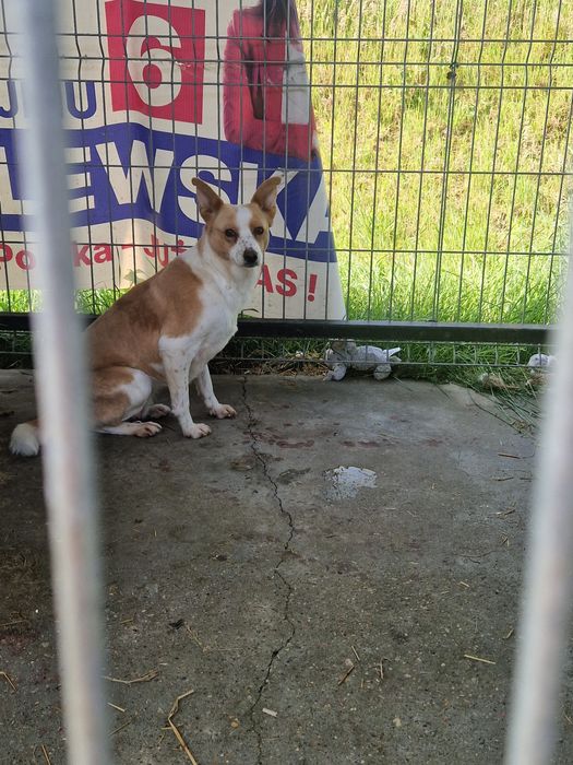 Suczka do adopcji za darmo