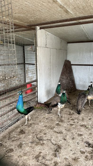 Pavões para venda