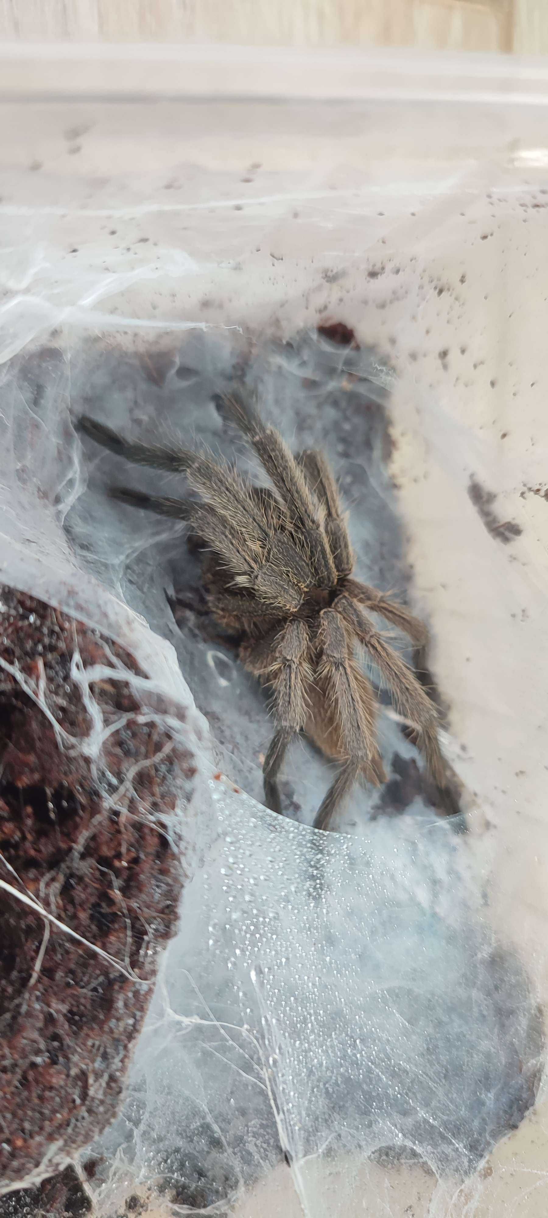 Chilobrachys dyscolus black DOROSŁY SAMIEC