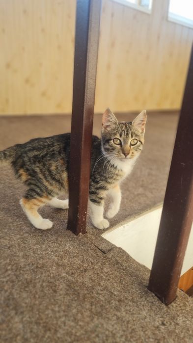 Малышка в поиске семьи