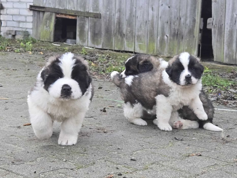 Oddam szczeniaki za darmo!