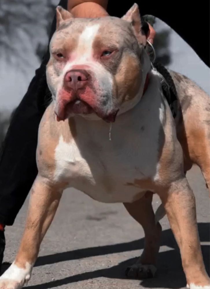 American Bully XL suczka Shelby