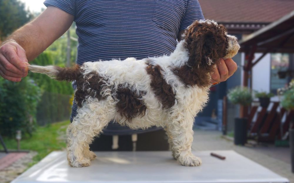 Lagotto Romagnolo (FCI)