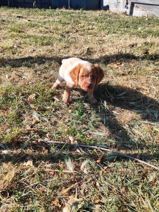 Epagneul  Breton com lop e afixo