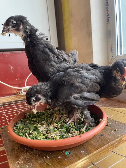 ЧМ Маран -курчата