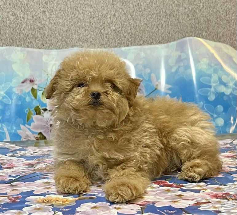 Малыш мальтипу 2,5 месяца.