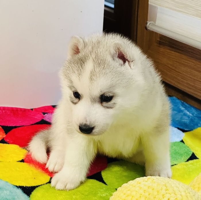 Siberian husky szczenięta najwyższej klasy hodowla ZKwP FCI  od 1996 r