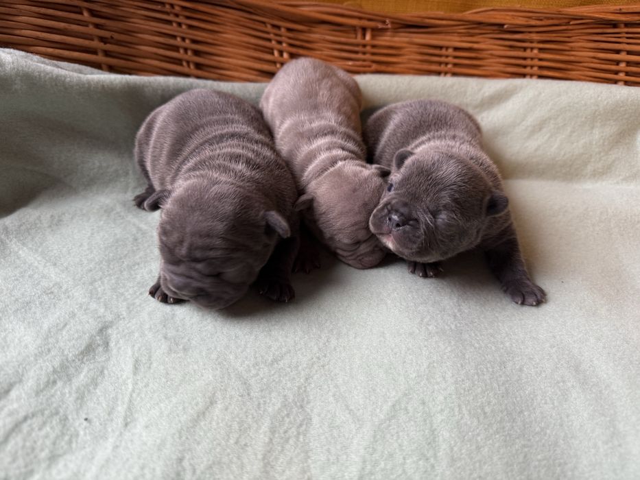 Buldog francuski (dziewczynki )  linia Big-Rope