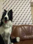 Oddam Za darmo Border Collie