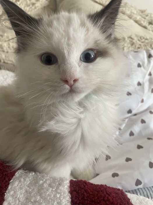 Ragdoll rodzice  FPL  kot kotka seal bicolor