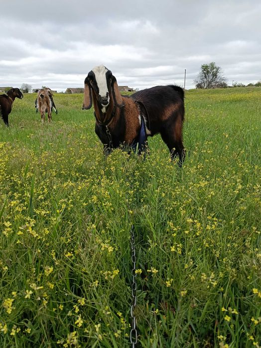 Козлики Нубо - Ламанчи. Бюджетно