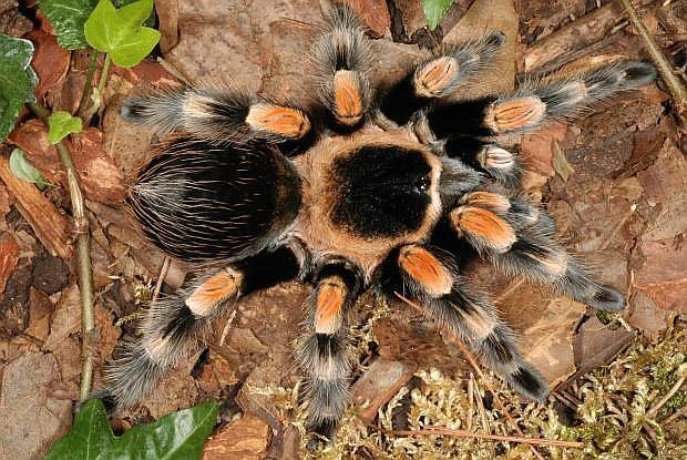 паук птицеед для новичков Brachypelma Smithi