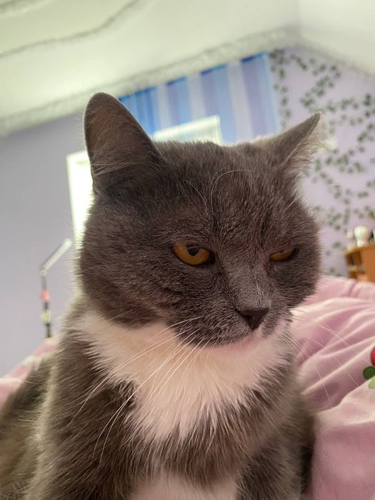 Кішечка шукає новий дім