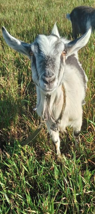 Продам кітну козу