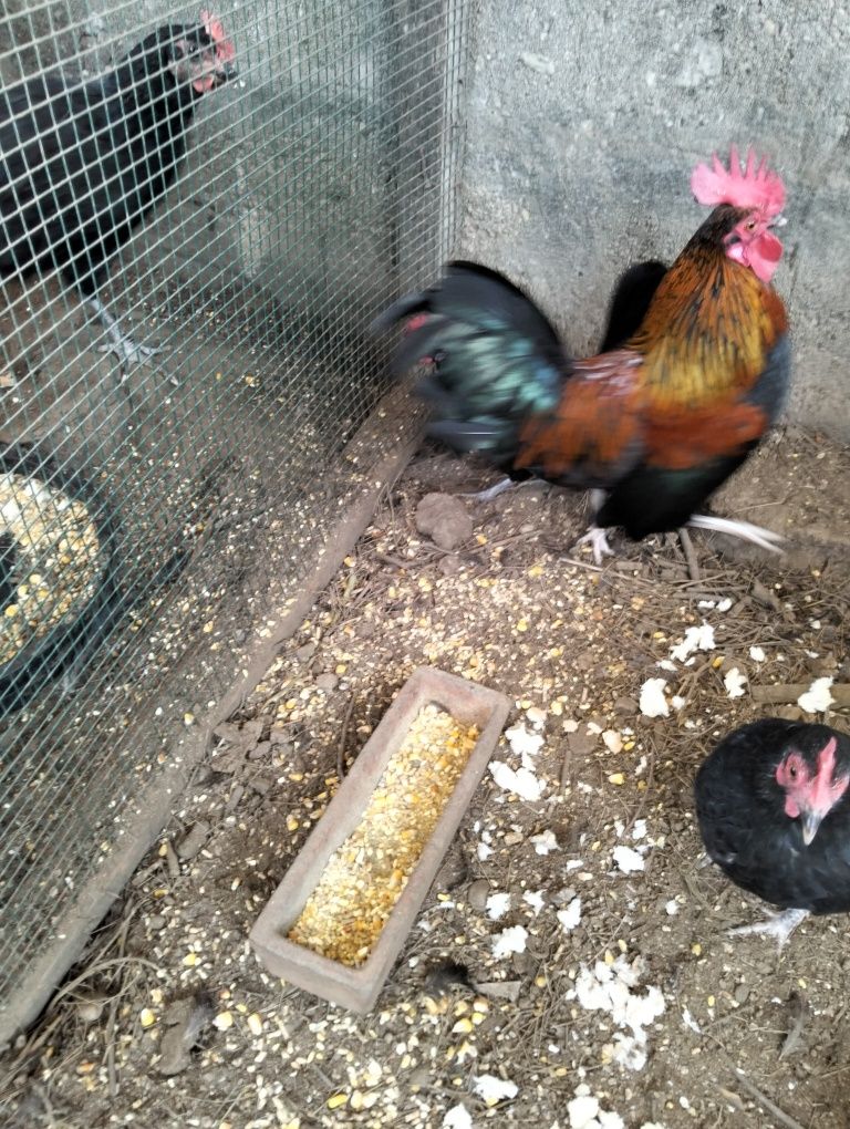 Casal de garnisé mini 15€
