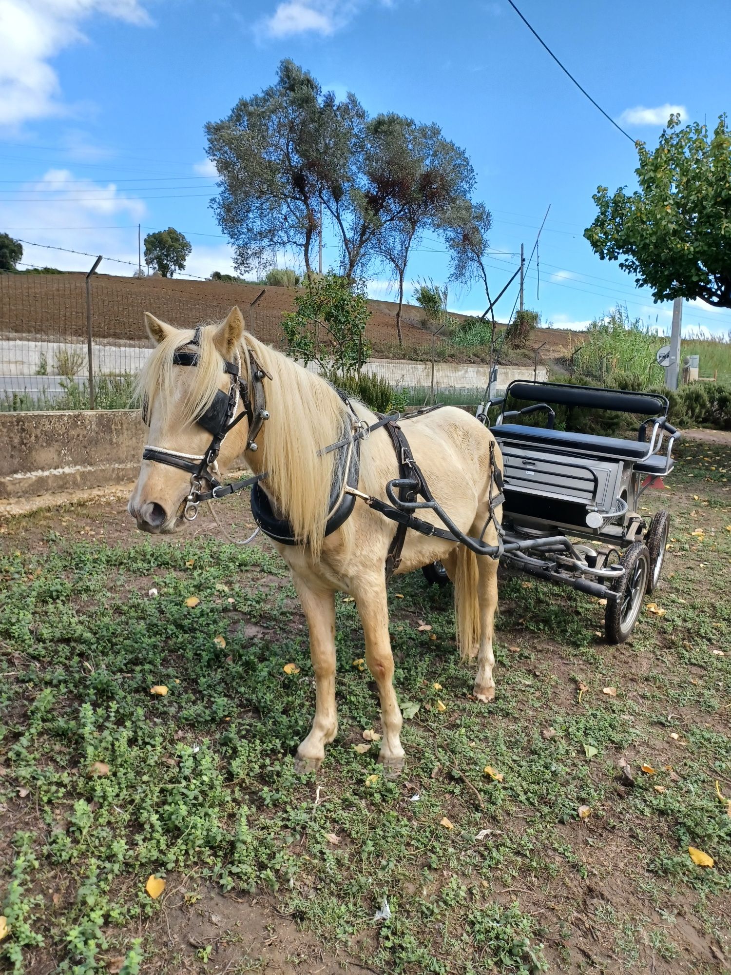 Duplo ponei palomino