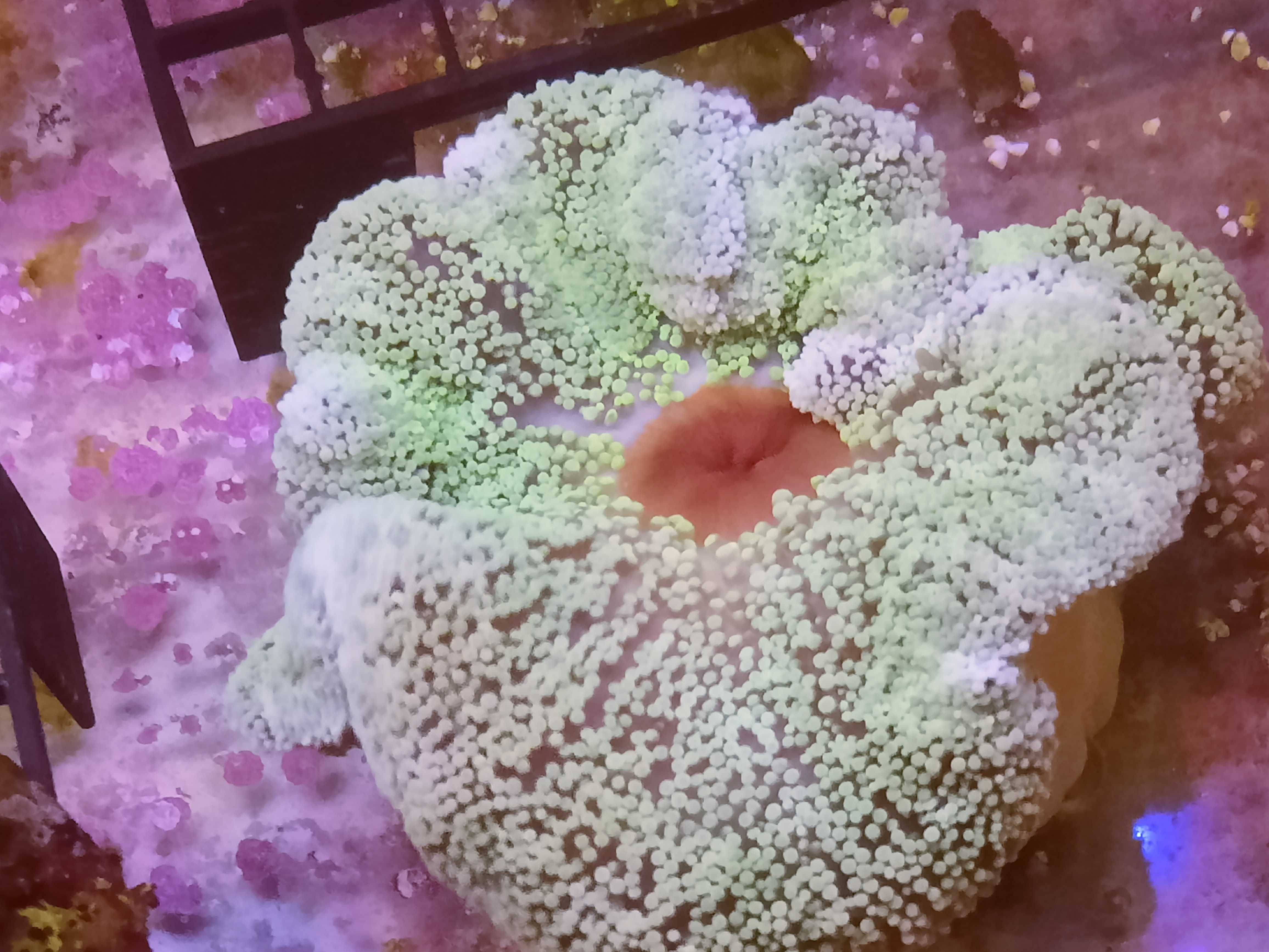 Stichodactyla Sp./ Carpet Anemone/  Morskie.