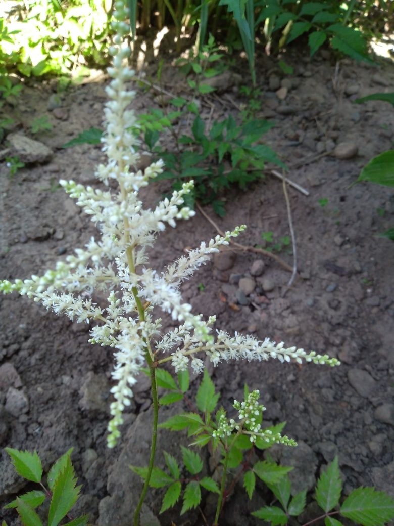 Лілійник жовтий красивий