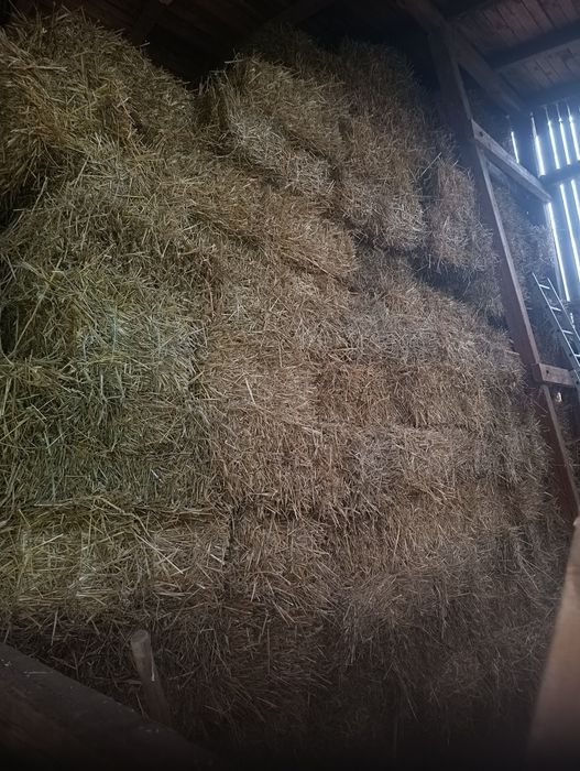 Słoma w kostkach  z 2025r