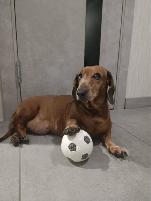 Пропала собака р-н Вырвы ,Хортицкий