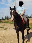 Uratowana klacz Stretta do dzierżawy