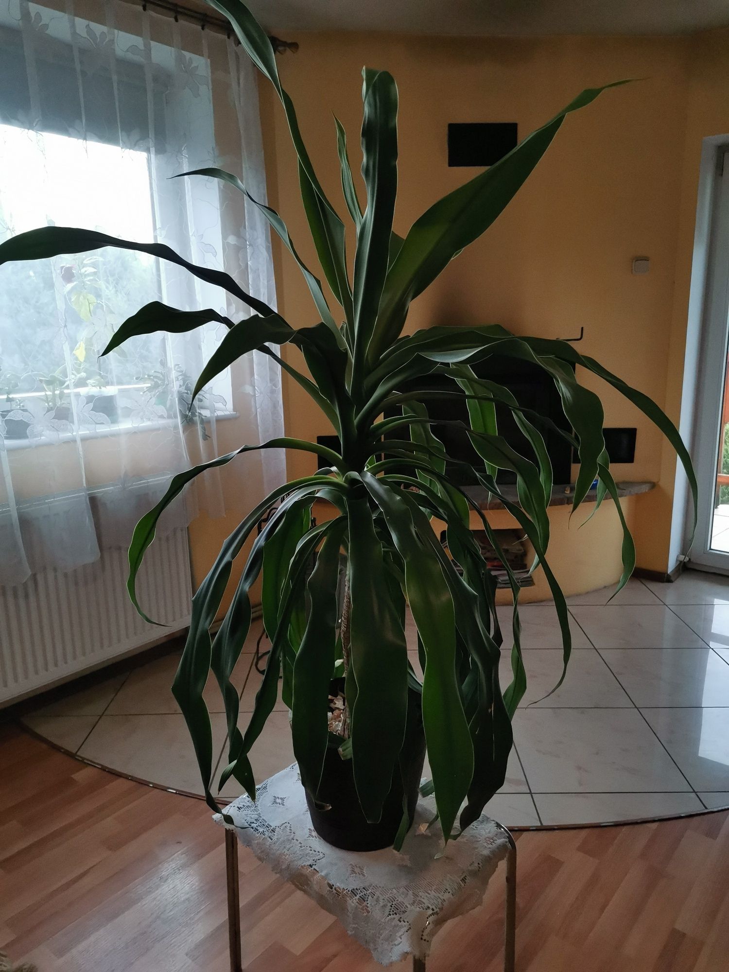 Dracena w doniczce 120 cm