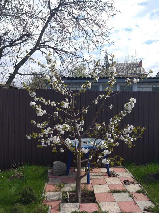 Обрезка деревьев, плодового сада. Химические обработки