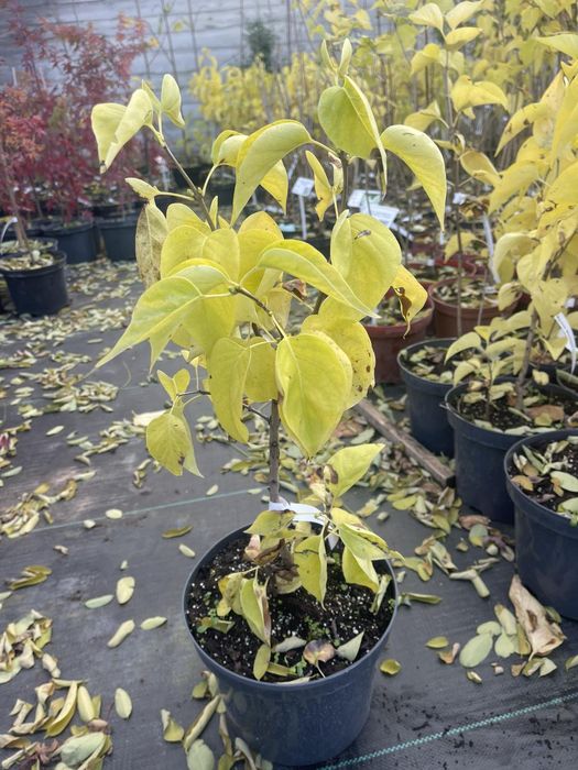 Сакури трирічні( рододендрони, бузки)