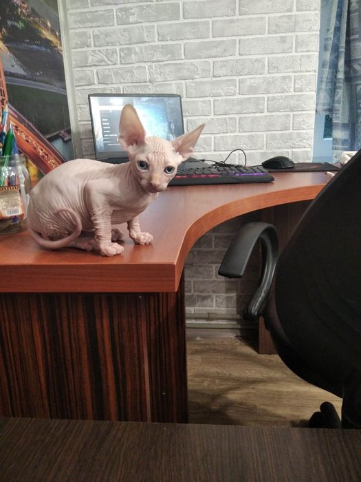 Канадський сфінкс котик.